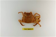 藏品(鱗形斜紋蟹)的圖片